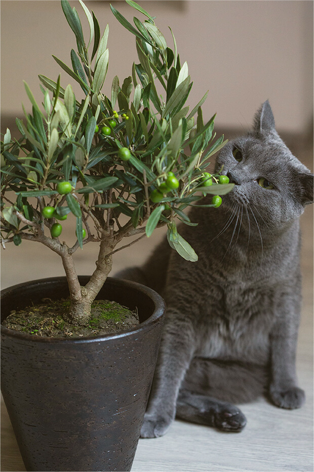 Golden Olympia Olive Tree